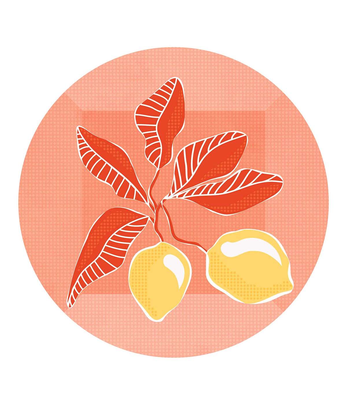 illustration Citrons